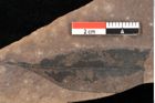 Foto (Detailansicht) von Quercus palaeoilex Ettingshausen (NHMW-GEO-2024-0188-0743)